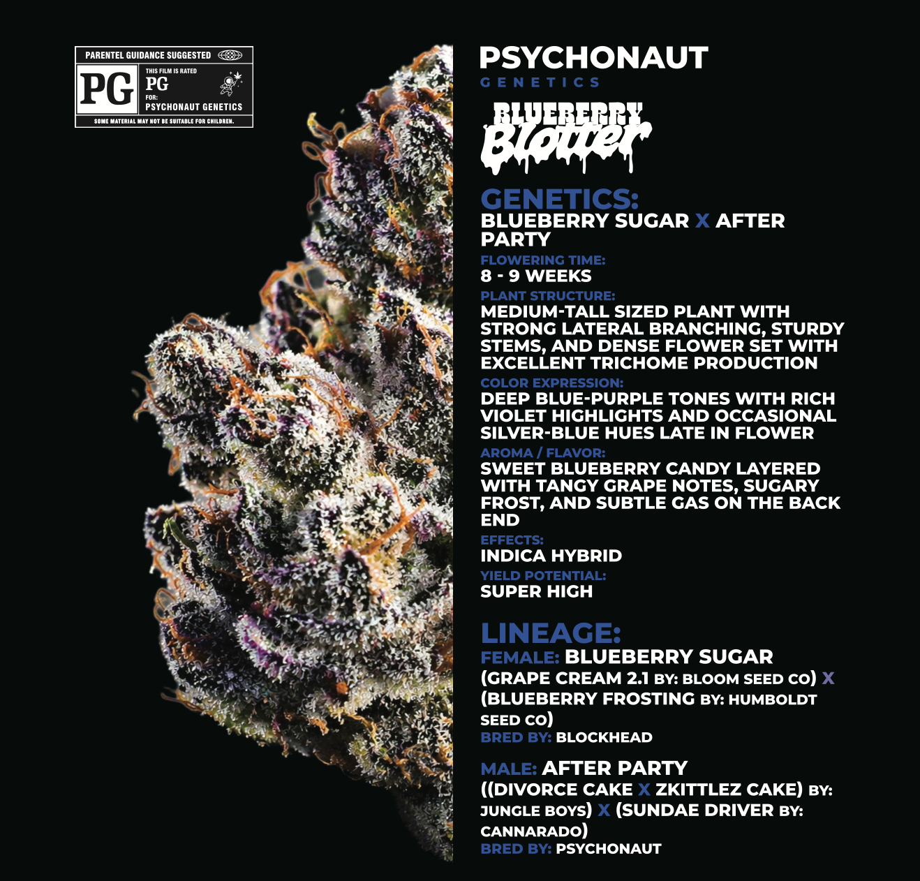 Blueberry Blotter