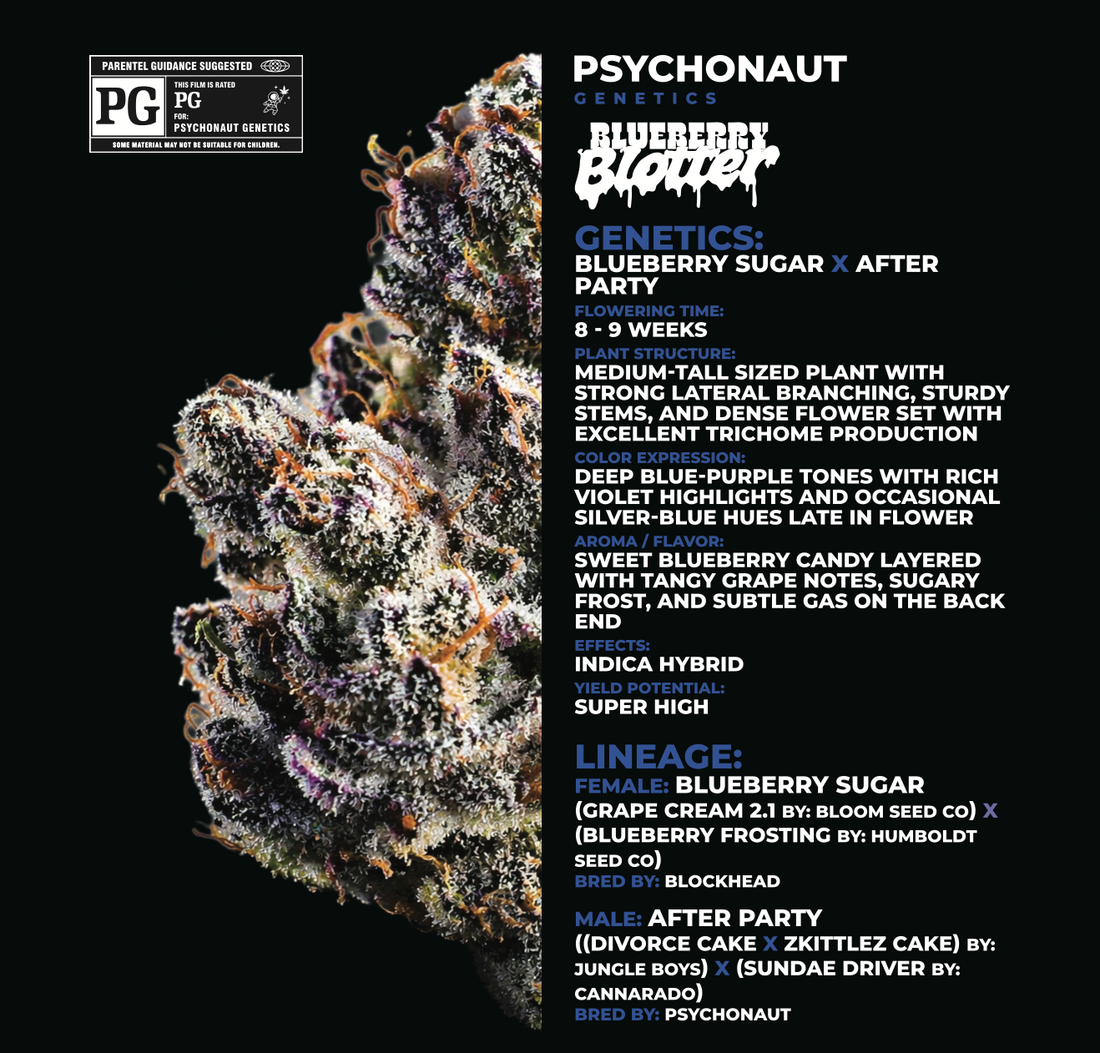Blueberry Blotter