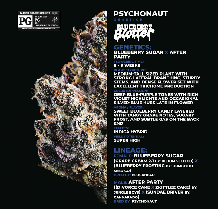 Blueberry Blotter