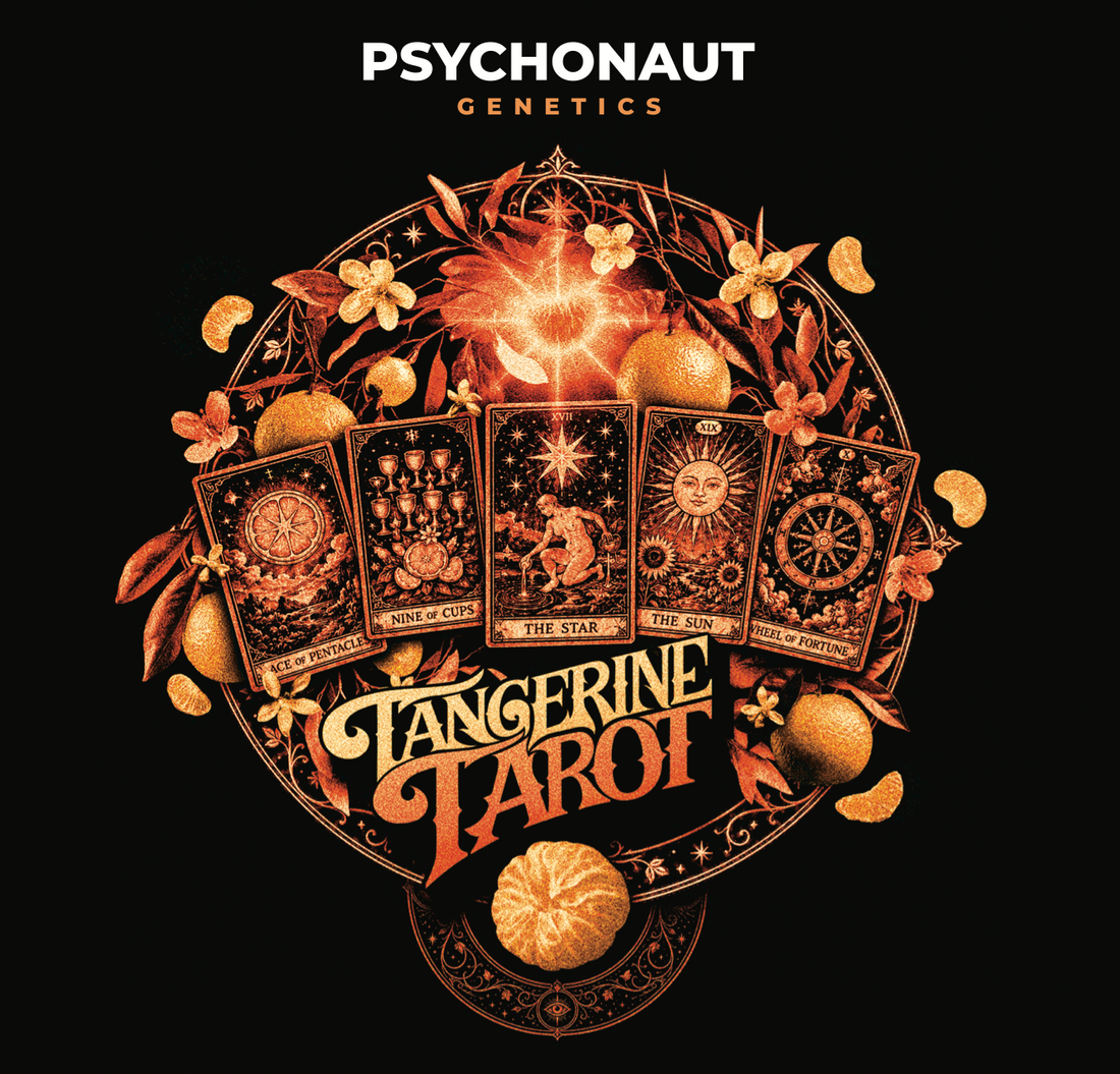 Tangerine Tarot